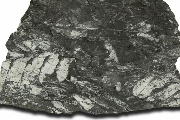 Fossil Seed Fern (Alethopteris) Plate - Pennsylvania #338128